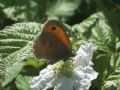 Coenonympha pamphilus